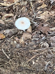 Lepiota cristata