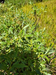 Salix