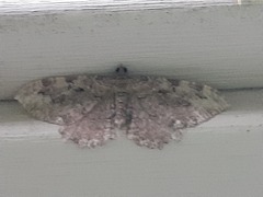 Rheumaptera meadii