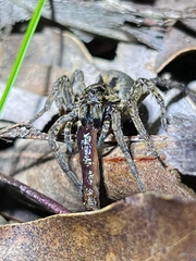 Lycosinae