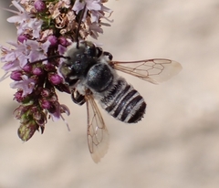 Eutricharaea