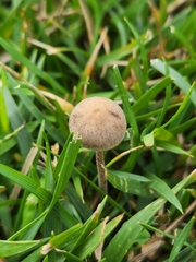 Panaeolus foenisecii
