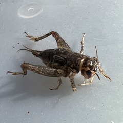 Velarifictorus micado