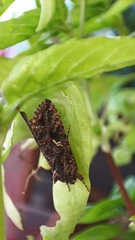 Ctenoplusia limbirena