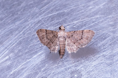 Glaucoclystis immixtaria