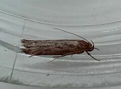 Hofmannophila pseudospretella