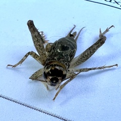 Velarifictorus micado