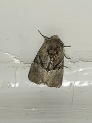 Meropleon diversicolor