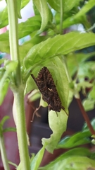 Ctenoplusia limbirena