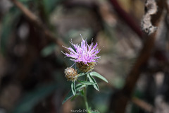 Centaurea nigra