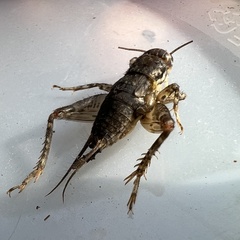 Velarifictorus micado