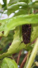 Ctenoplusia limbirena