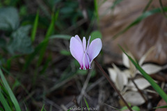 Cyclamen hederifolium