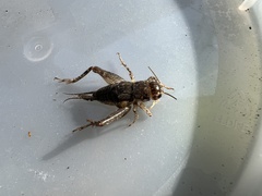 Velarifictorus micado