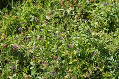Medicago sativa