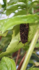 Ctenoplusia limbirena