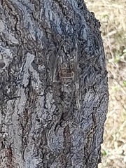 Cicada orni