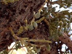 Arceuthobium campylopodum