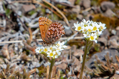 Callophrys eryphon