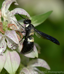 Monobia quadridens