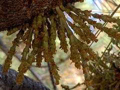 Arceuthobium campylopodum