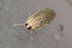 Tyspanodes linealis