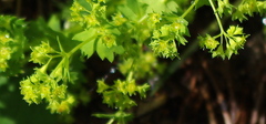 Alchemilla tichomirovii