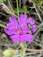 Acmaeodera alicia