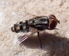 Miltogramminae