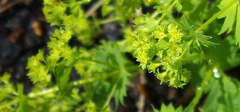 Alchemilla tichomirovii
