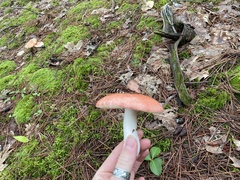 Russula