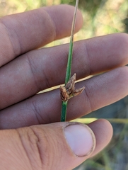 Schoenoplectus americanus