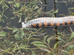 Nerodia fasciata pictiventris