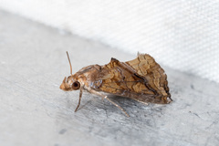 Plusiodonta coelonota