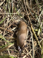 Muroidea