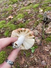 Russula