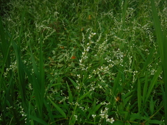 Persicaria punctata