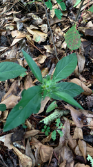 Ruellia caroliniensis
