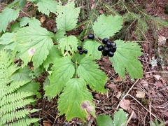 Actaea spicata