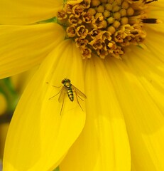 Condylostylus caudatus