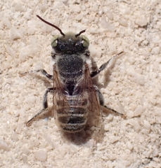 Eutricharaea