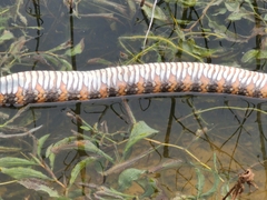 Nerodia fasciata pictiventris