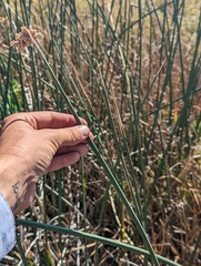 Schoenoplectus americanus