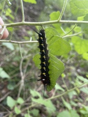 Apatelodes pudefacta