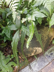 Bolbitis heteroclita