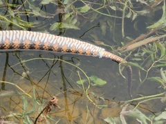 Nerodia fasciata pictiventris