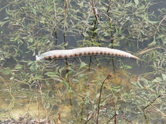 Nerodia fasciata pictiventris