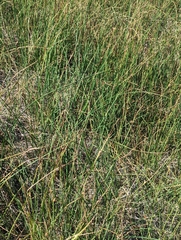 Schoenoplectus americanus