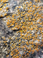 Xanthocarpia feracissima
