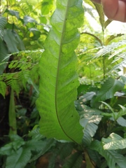 Bolbitis heteroclita